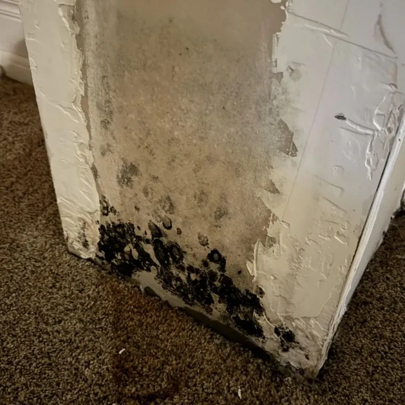 Professional Mold Removal in Bladensburg, MD